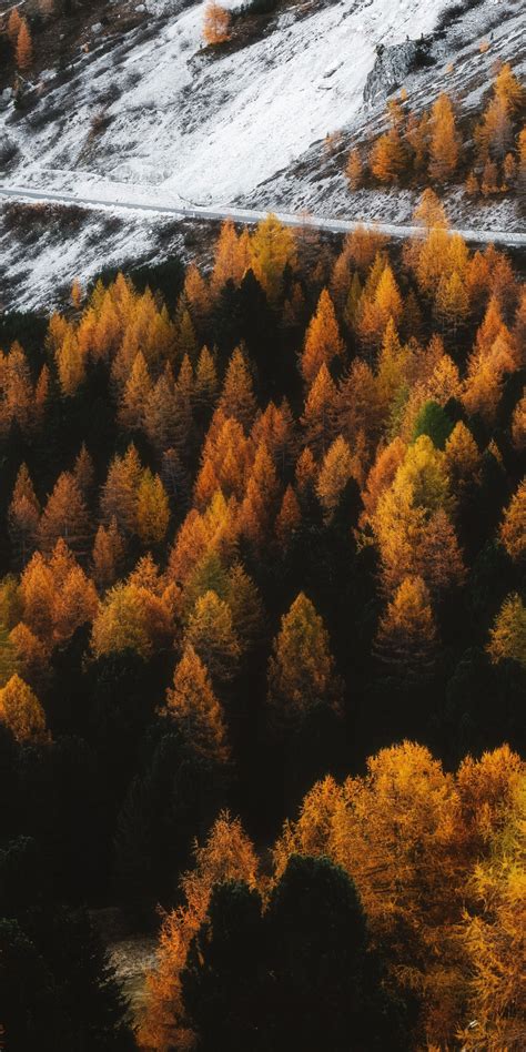 Download Wallpaper 1080x2160 Autumn Outdoor Forest Tree Golden Peak