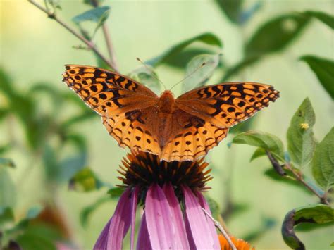 Great Spangled Fritillary Photograph By Mikayla Stafford Fine Art America