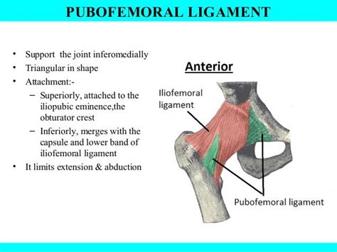 Hip Joint Anatomy