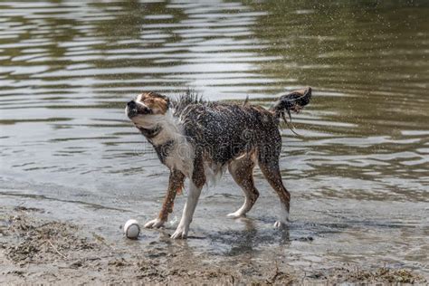 Dog Shaking Water Off His Fur By The Water Stock Image Image Of Drops