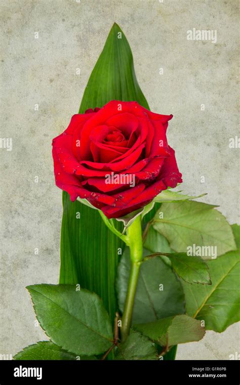 Single Red Rose Floral Composition Stock Photo Alamy