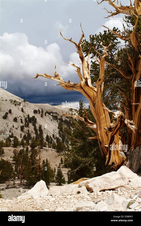 Ancient Bristlecone Pine Tree At The Patriarch Grove In The White