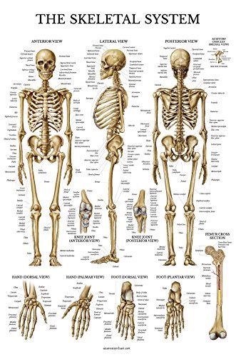 Body silhouette, skeleton and bones inside body. Learning About Bones Activities for Kids and Free Skeleton ...