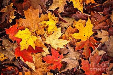 Fall Leaves Background Photograph By Elena Elisseeva