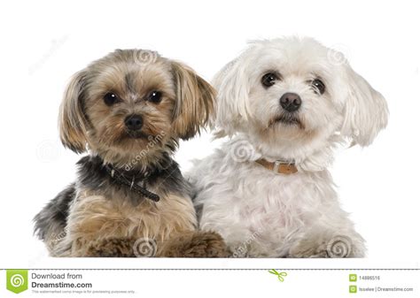 Maltese 8 Years Old Yorkshire Terrier Stock Photo Image Of
