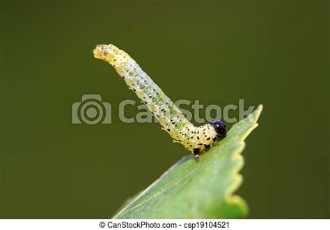 Larvas de moscardón en hojas verdes Larvas de moscardón sobre hojas