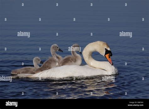 Mute Swan Cygnus Olor Adult Swimming With Two Cygnets On Back And