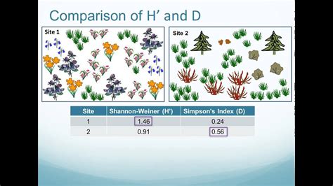 Plant Species Composition And Diversity Youtube