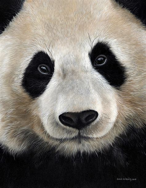 Giant Panda Oil Painting Painting By Sarah Stribbling Fine Art America
