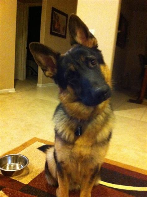 They Grow Up Too Fast German Shepherd Dog Forums