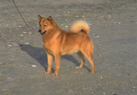 Finnish Spitz Puppies For Sale Akc Puppyfinder