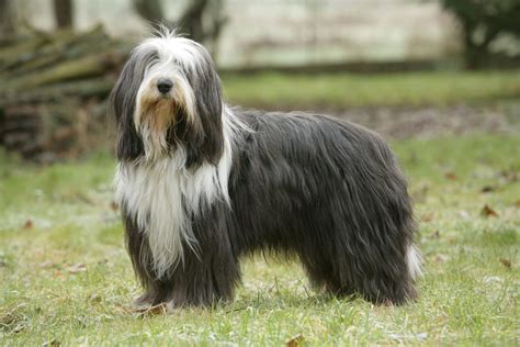 Bearded Collie Caractère Origine Prix éducation Et Conseils