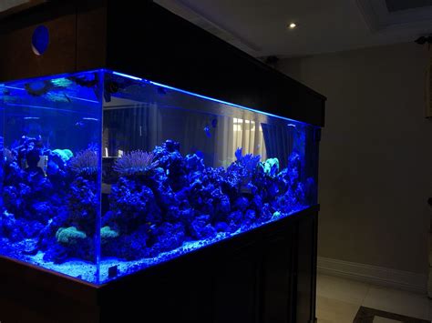 300 Gallon Reef Tank For Sale In Los Angeles Ca Offerup