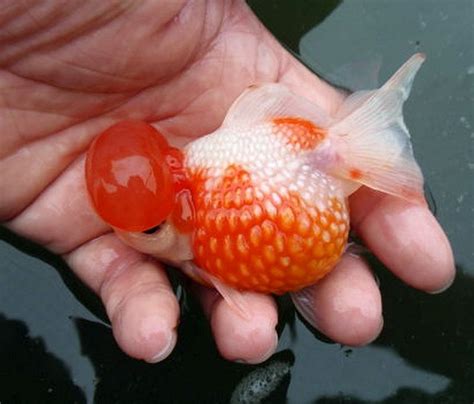 Lion Pearlscale Goldfish Tropical Fish Keeping