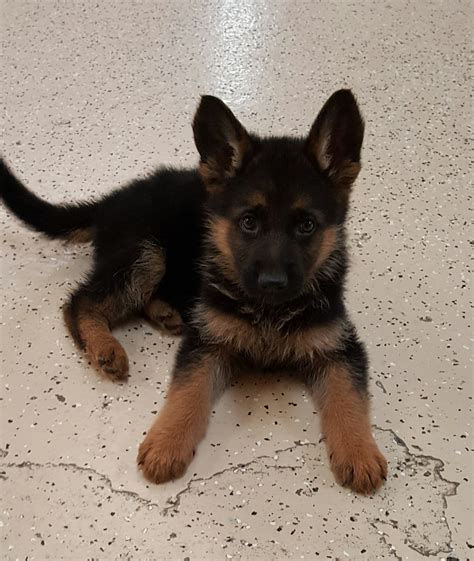 Puppies are raised by professionals. Ira: World-class, Male, German Shepherd Puppy - Man's Best ...