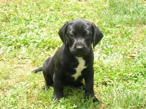 American Bulldog Labrador Mix Stom