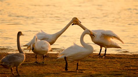 Whooper Swans Arrive In E China For Winter Cgtn