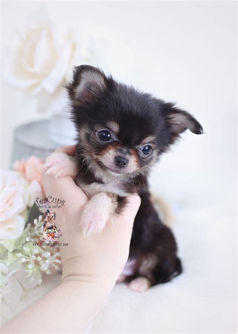 Teacup Long Haired Chihuahua Puppy For Sale Teacup Puppies 196 Teacup