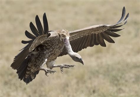 50 Interesting Facts About Vultures The Fact File