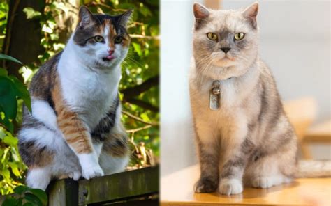 Calico British Shorthair Cat Facts Origin And History With Pictures