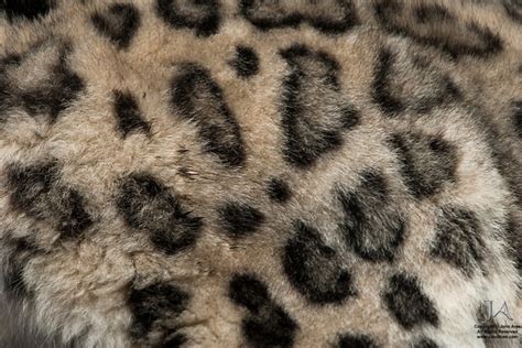 Snow Leopard Closeup Texture Showing Spots On Coat John Ares