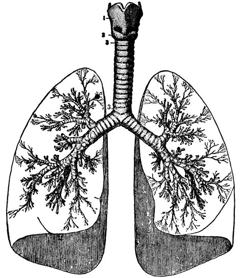 Lungs Clip Art Black And White Sketch Coloring Page Sexiz Pix