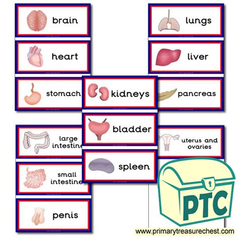 The Main Organs Of The Human Body Flashcards Primary Treasure Chest