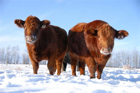 Crystal Cattle Red Cows And Hoarfrost
