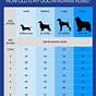 Dog Age Teeth Chart