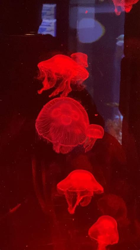 Rainbow 🌈 Jellyfish And Sea Jellies At Weymouth Aquarium 🇬🇧 ️ Scary
