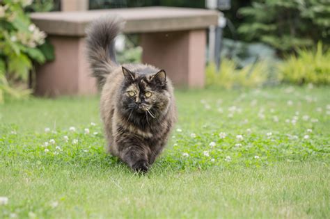 Domestic Animals Front Or Back Yard Feline Domestic Animal