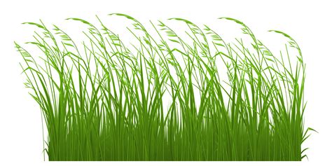 Tallgrass Prairie Clip Art Decorative Grass Clipart Picture Png