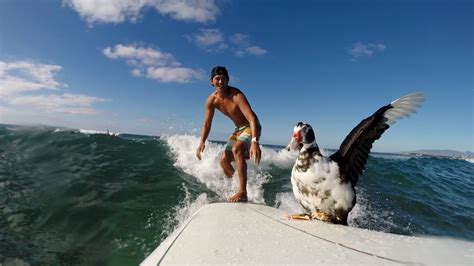 Surfing Hawaii Wild Duck Surfer Youtube