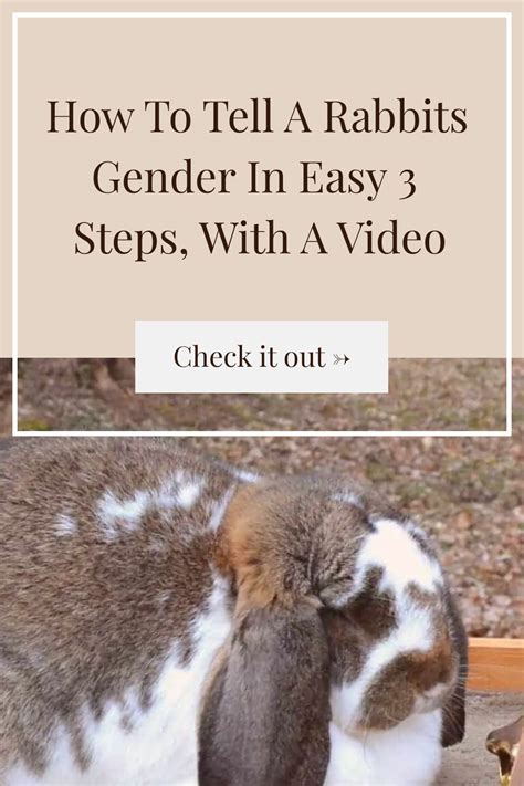 Use This Guide To Help You Learn How To Tell A Rabbits Gender So You