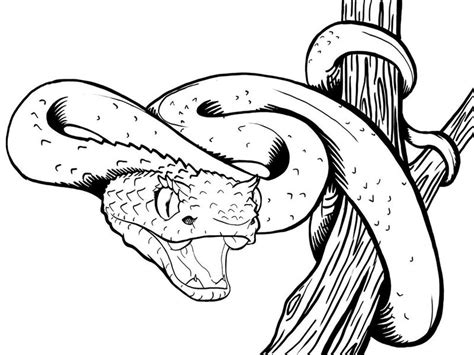 Kumpulan Gambar Sketsa Ular Hewan Reptil Bertubuh Panjang 5minvideoid