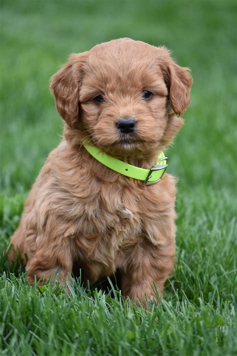 Pin By Starwars Girl On Cute Animals Mini Goldendoodle Puppies