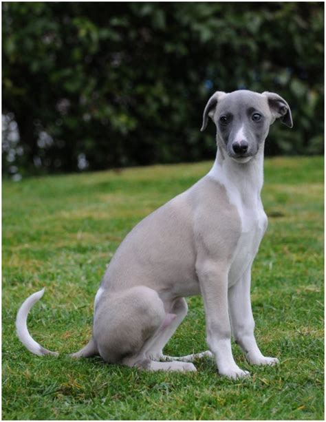 Whippet Puppies Pictures Facts Rescue Temperament Breeders