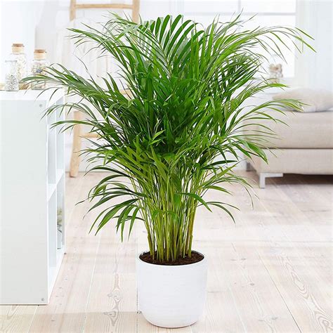 14 Of The Best Indoor Palm Trees For A Tropical Vibe