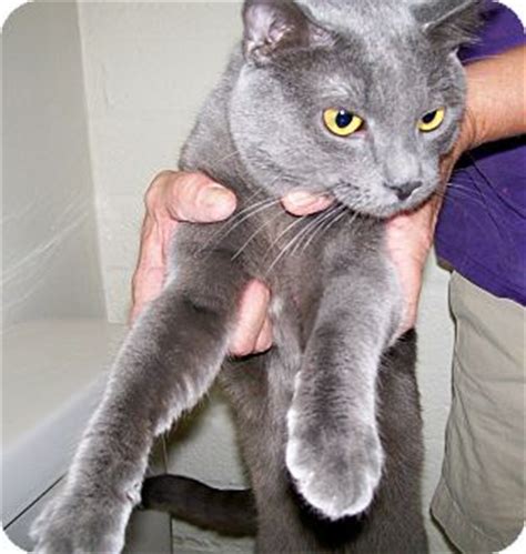 They usually disappear as the cats mature. Scottsdale, AZ - Russian Blue. Meet Papi a Cat for Adoption.