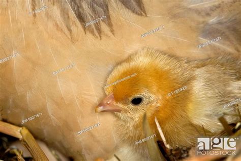 Bantam Gallus Gallus F Domestica Hen Keeping The Chicks Warm
