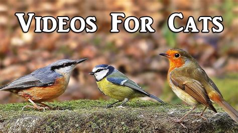Videos For Cats To Watch Woodland Birds Spectacular Youtube