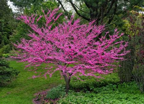 The 20 Best Dwarf Trees For The Front Yard Bob Vila