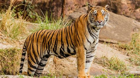 Ranipur Tiger Reserve In Uttar Pradesh Now Becomes The 53rd Tiger