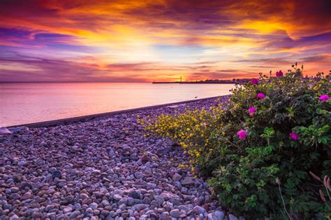 Photo Flowers Beach Landscape Free Pictures On Fonwall