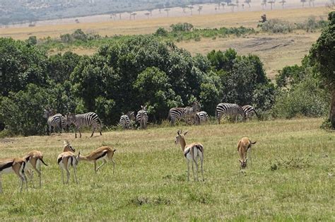 Nairobi National Park And Elephant Orphanage Day Trip