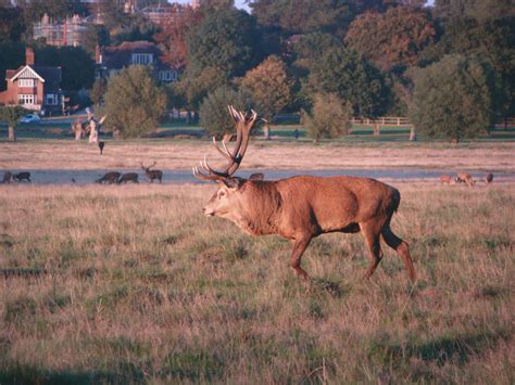 Photographs — Richmond Park — Deer — 30 September 2015 — 38 —