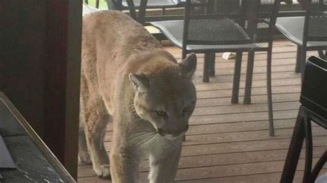 Photos Cougar Spotted In 5 Mile Area News