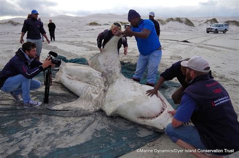 Dead Liverless Sharks Wash Ashore In Weird Whodunit Live Science