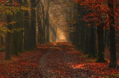 Nature Landscape Photography Forest Path Red Leaves