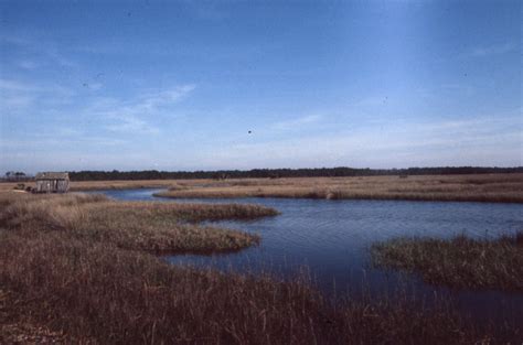 Florida Memory Salt Marsh At Adams Beach Taylor County Florida